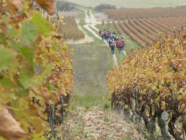 Randonnée dans les vignes, Bourgogne