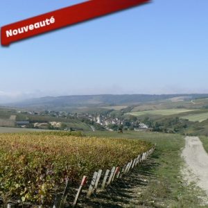Les vignes de Chitry en Bourgogne