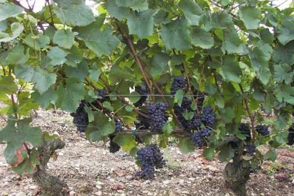 Cep de pinot noir, vignoble d'Irancy (Bourgogne)
